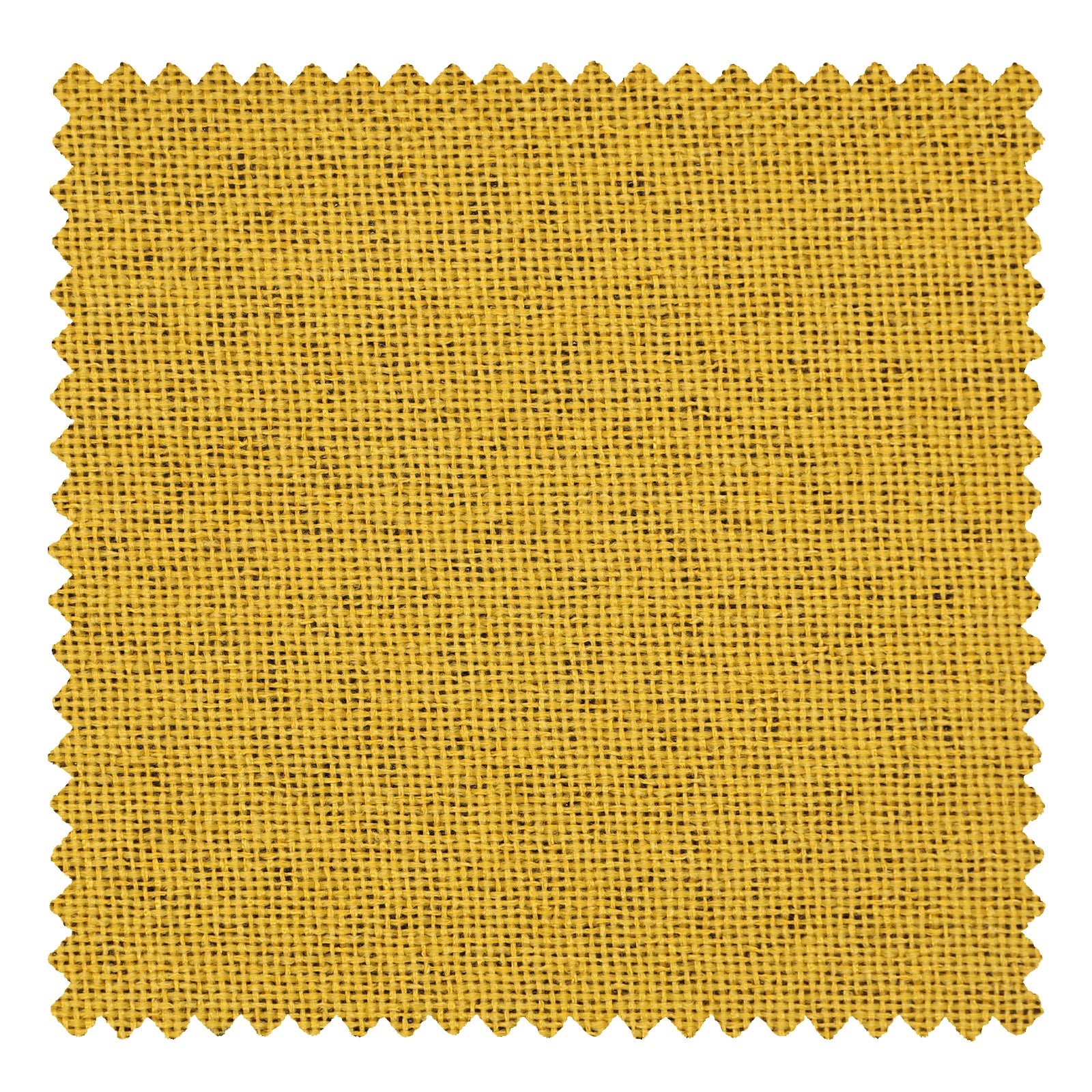 OY6-238-2 Golden chrysanthemum - VeilVeil